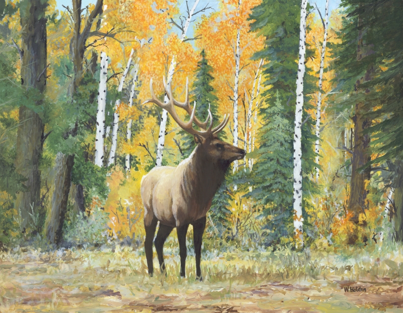 WH 40 Elk Aspens