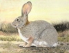 WH 19 Rabbit