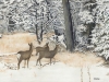 WH 36 Three Deer