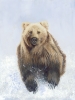 WH 38 Grizzly Bear
