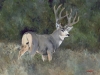 WH 39 Grey Mule Deer